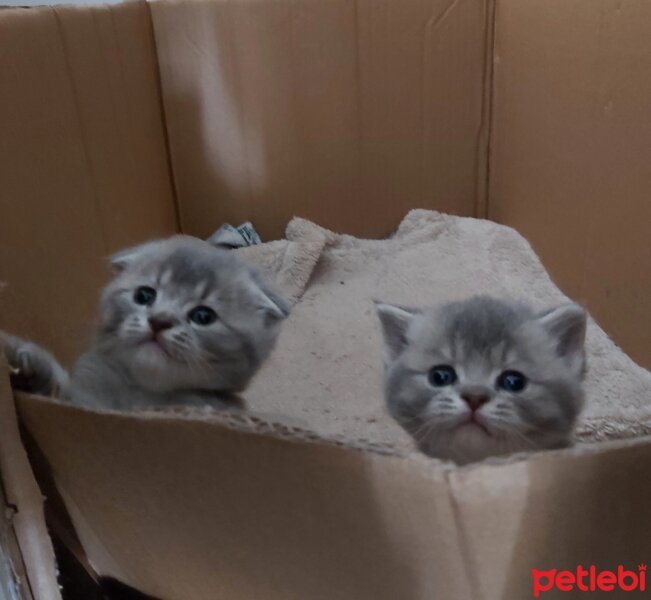 British Shorthair, Kedi  Minik 1.5 aylık dişi bebeklerimiz ♡ fotoğrafı