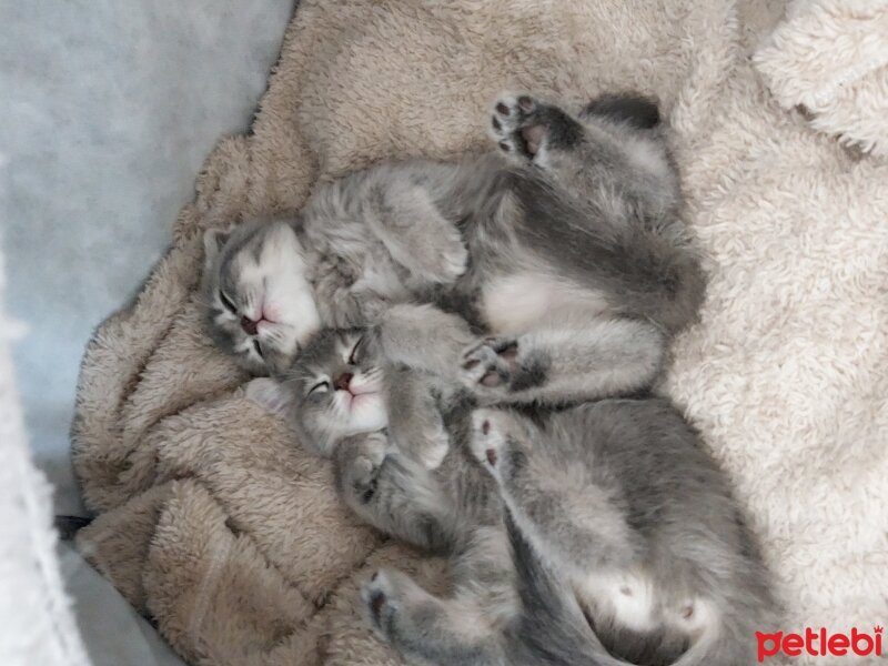 British Shorthair, Kedi  Minik 1.5 aylık dişi bebeklerimiz ♡ fotoğrafı