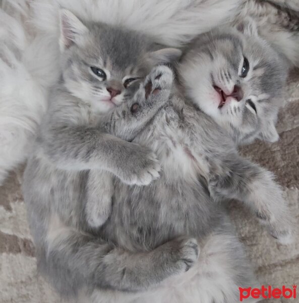 British Shorthair, Kedi  Minik 1.5 aylık dişi bebeklerimiz ♡ fotoğrafı