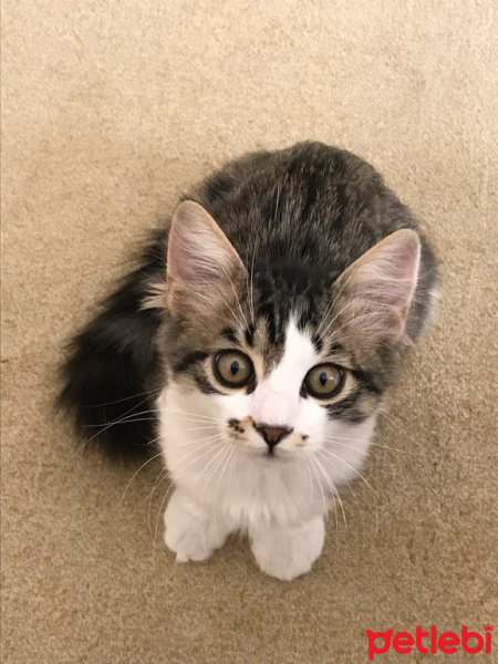 Tekir Kedi, Kedi  Avni fotoğrafı