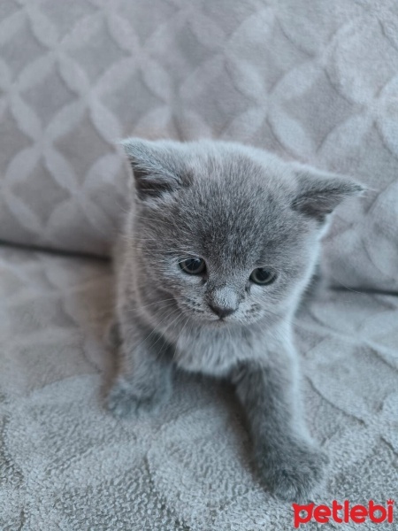 Scottish Fold, Kedi  Sahiplendirilecek yavru kediler fotoğrafı