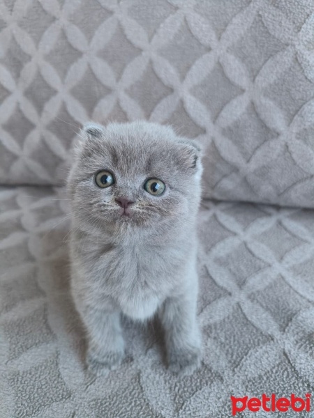 Scottish Fold, Kedi  Sahiplendirilecek yavru kediler fotoğrafı