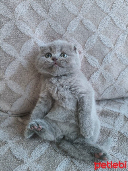 Scottish Fold, Kedi  Sahiplendirilecek yavru kediler fotoğrafı