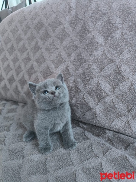 Scottish Fold, Kedi  Sahiplendirilecek yavru kediler fotoğrafı