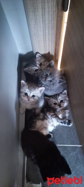 British Shorthair, Kedi  misa fotoğrafı