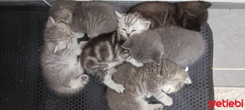 British Shorthair, Kedi  misa fotoğrafı