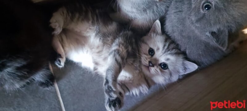 British Shorthair, Kedi  misa fotoğrafı