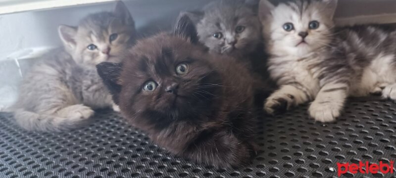 British Shorthair, Kedi  misa fotoğrafı