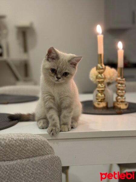 British Shorthair, Kedi  Perlen fotoğrafı