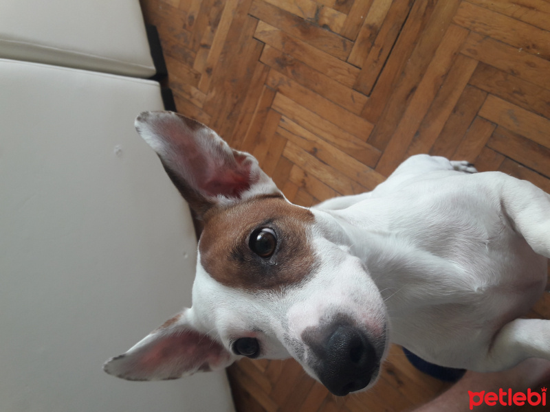 Jack Russell Terrier, Köpek  Amigo fotoğrafı