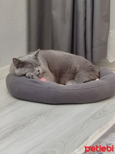 British Shorthair, Kedi  Duman fotoğrafı