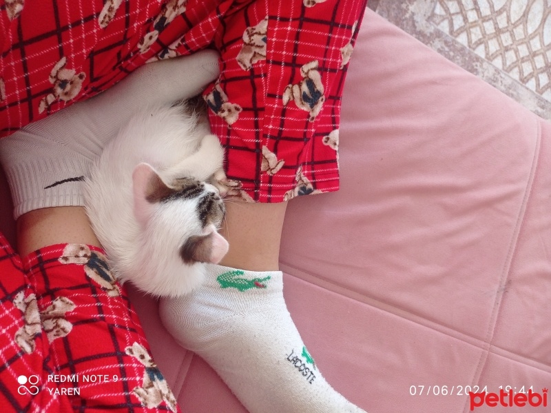 Tekir Kedi, Kedi  Paşa fotoğrafı