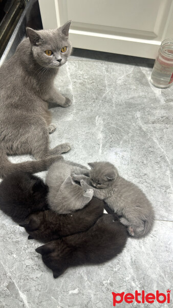 British Shorthair, Kedi  Yavru british fotoğrafı