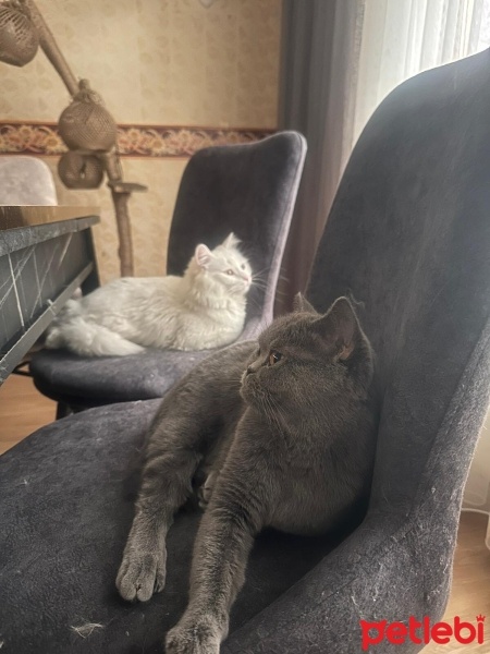 British Shorthair, Kedi  Maya fotoğrafı
