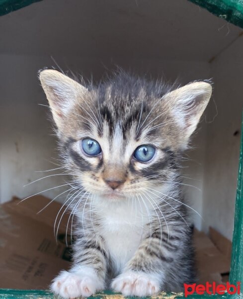 Tekir Kedi, Kedi  MAVİ fotoğrafı