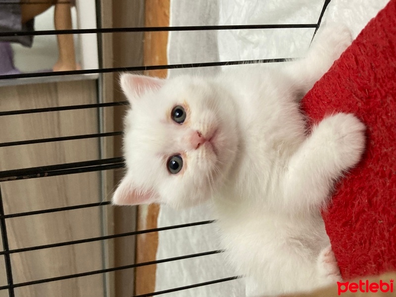 British Shorthair, Kedi  mila fotoğrafı