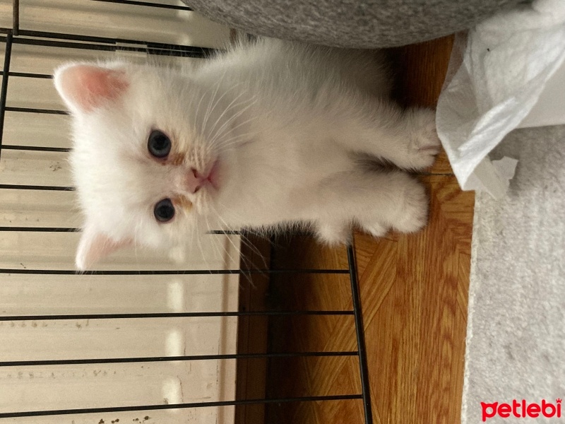 British Shorthair, Kedi  mila fotoğrafı