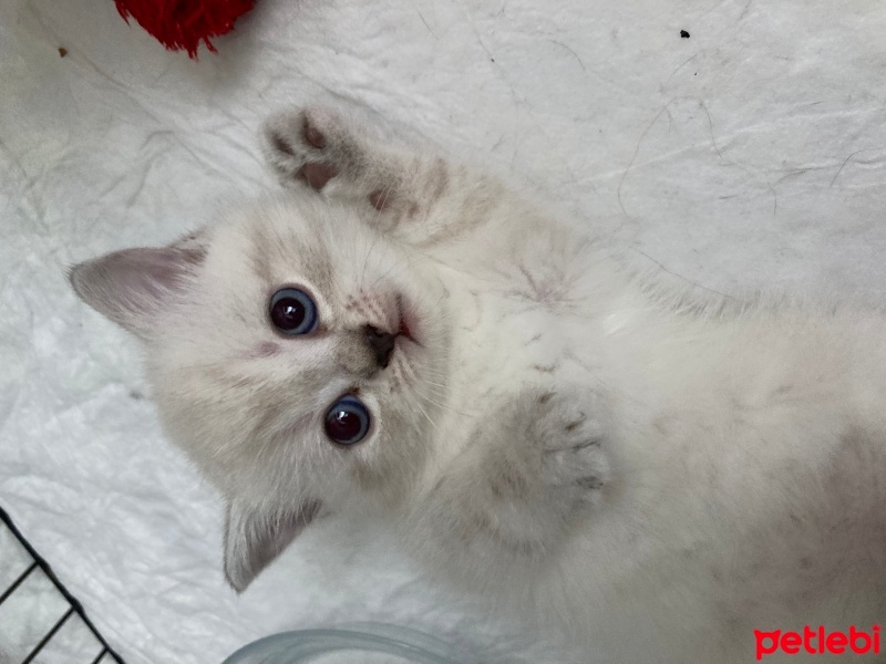British Shorthair, Kedi  mila fotoğrafı
