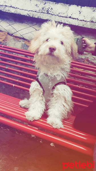 Tibet Terrieri, Köpek  Cookie fotoğrafı