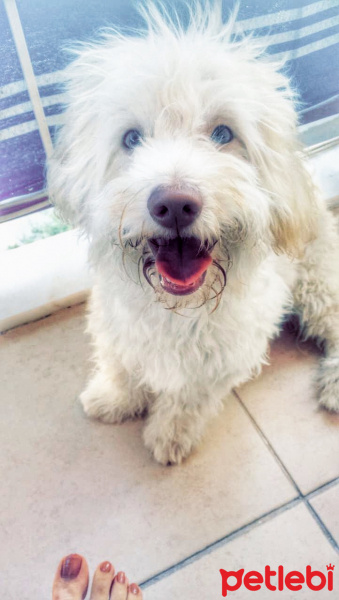 Tibet Terrieri, Köpek  Cookie fotoğrafı