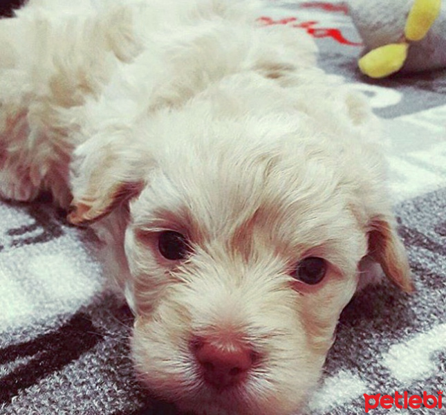 Tibet Terrieri, Köpek  Cookie fotoğrafı