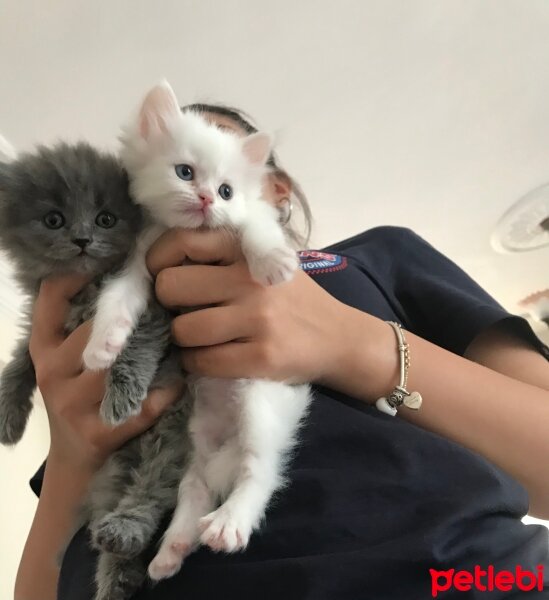 Chinchilla, Kedi  Chincilla - Scottish Kırması 1 Aylık Bebekler fotoğrafı