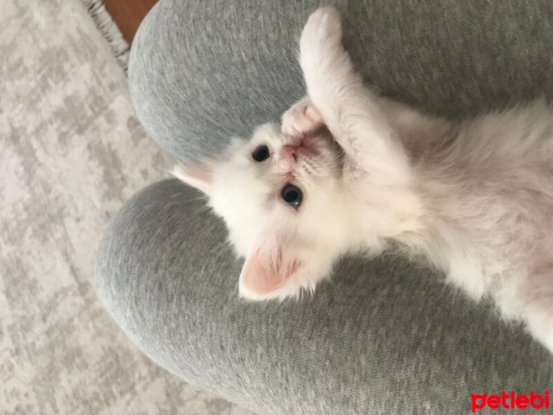 Chinchilla, Kedi  Chincilla - Scottish Kırması 1 Aylık Bebekler fotoğrafı