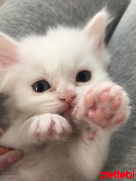 Chinchilla, Kedi  Chincilla - Scottish Kırması 1 Aylık Bebekler fotoğrafı