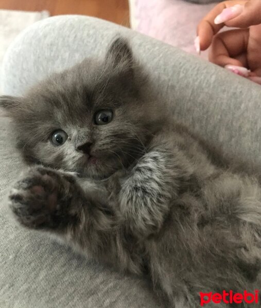 Chinchilla, Kedi  Chincilla - Scottish Kırması 1 Aylık Bebekler fotoğrafı