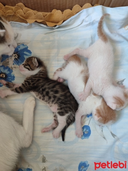 Tekir Kedi, Kedi  3 küçük yavru kedimiz ceyhan fotoğrafı