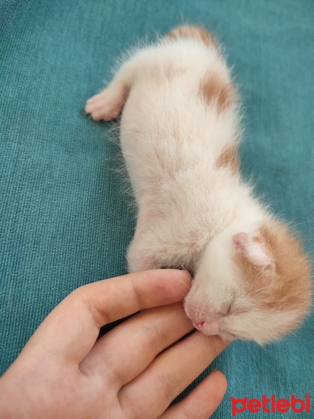 Tekir Kedi, Kedi  3 küçük yavru kedimiz ceyhan fotoğrafı
