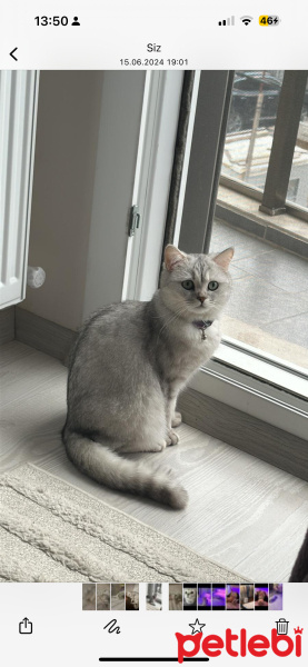 British Shorthair, Kedi  Gırgır fotoğrafı