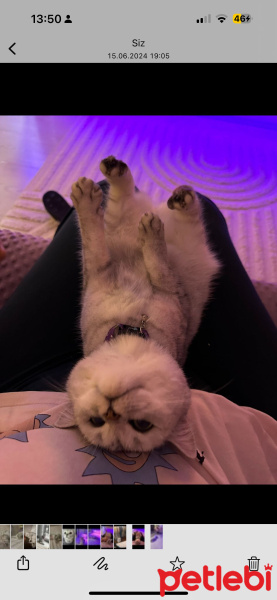 British Shorthair, Kedi  Gırgır fotoğrafı