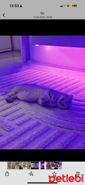 British Shorthair, Kedi  Gırgır fotoğrafı