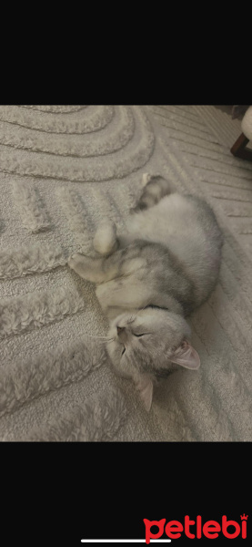 British Shorthair, Kedi  Gırgır fotoğrafı