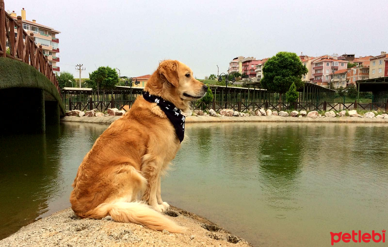 Golden Retriever, Köpek  SASHA fotoğrafı