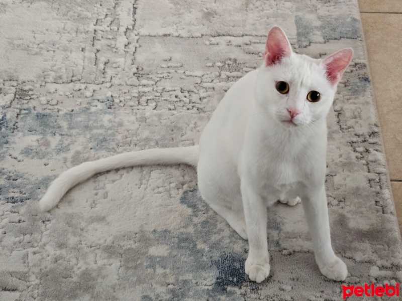Tekir Kedi, Kedi  Berlin fotoğrafı