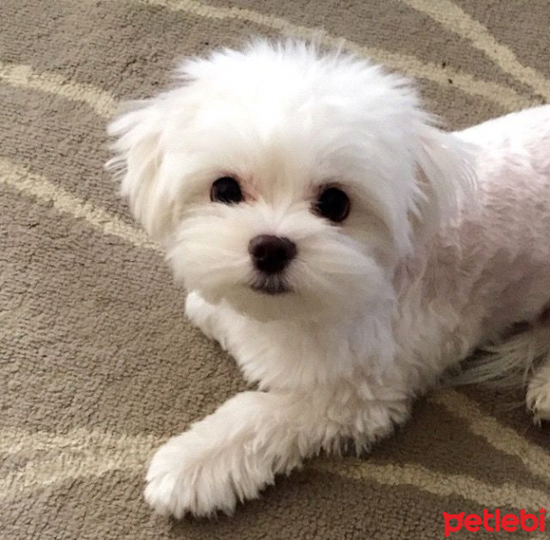 Maltese, Köpek  Sherlock fotoğrafı