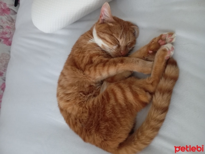 Sarman, Kedi  Leyla fotoğrafı
