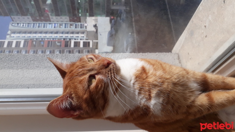 Sarman, Kedi  Leyla fotoğrafı