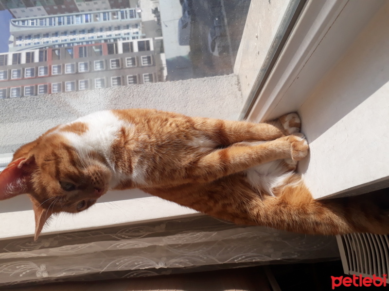 Sarman, Kedi  Leyla fotoğrafı
