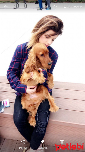 Amerikan Cocker Spaniel, Köpek  Gufi fotoğrafı