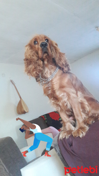 Amerikan Cocker Spaniel, Köpek  Gufi fotoğrafı