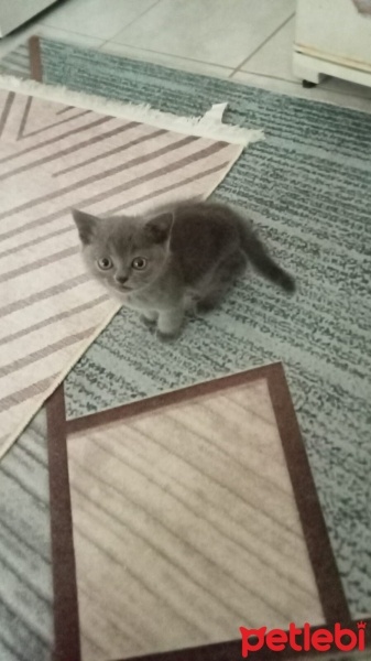British Shorthair, Kedi  Duman fotoğrafı