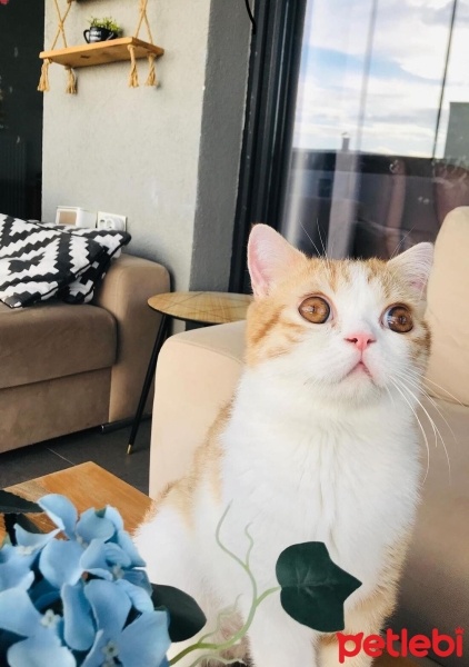 Exotic Shorthair, Kedi  oscar fotoğrafı