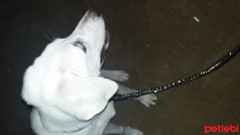 Akbaş, Köpek  Paşa fotoğrafı