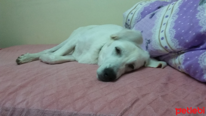 Akbaş, Köpek  Paşa fotoğrafı