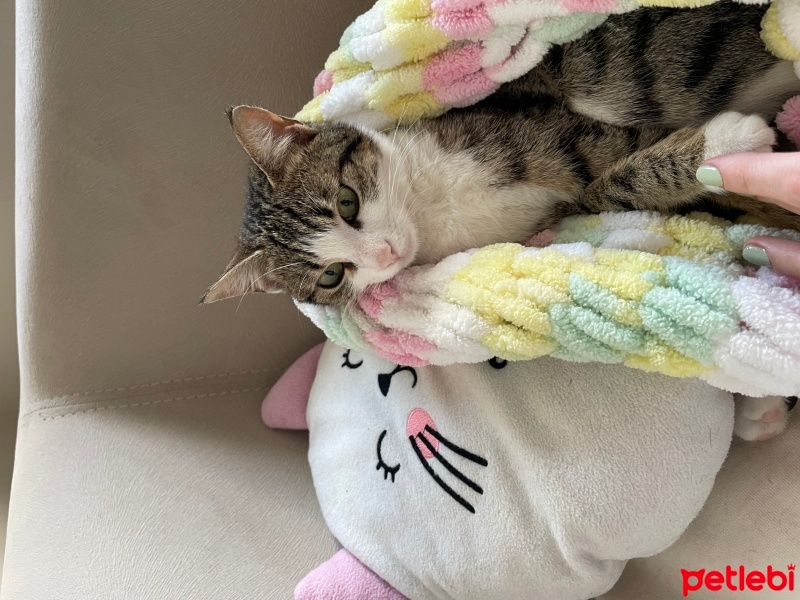Tekir Kedi, Kedi  Venüs fotoğrafı