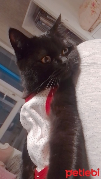 British Shorthair, Kedi  Zeytin fotoğrafı