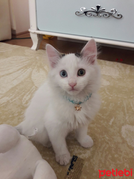 Van Kedisi, Kedi  Sutlac fotoğrafı